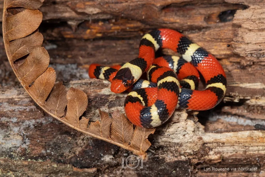 scarlet-kingsnake