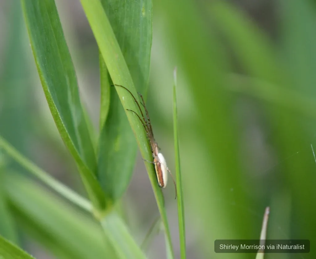 silver long jawed orbweaver_tetragnatha laboriosa