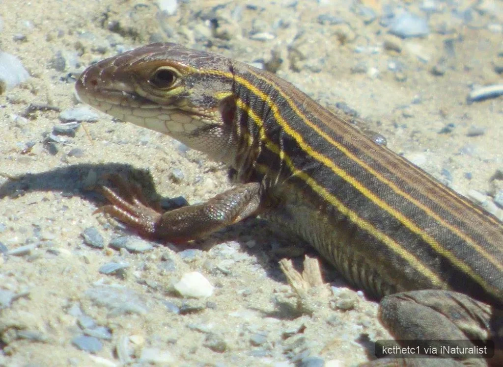 six-lined racerunner
