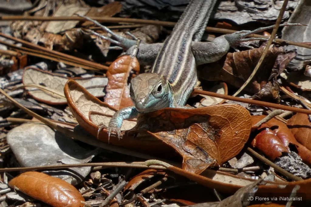 six lined racerunner