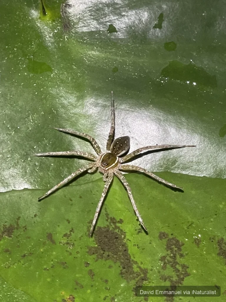 six spotted fishing spider_dolomedes triton