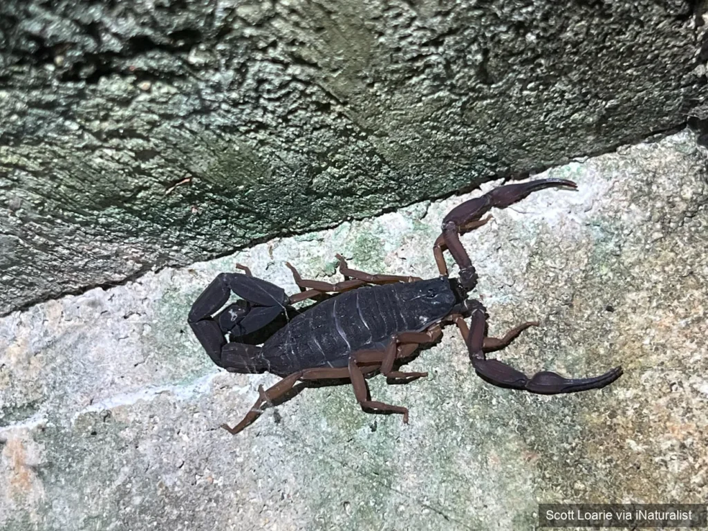 slender brown scorpion / Florida bark scorpion