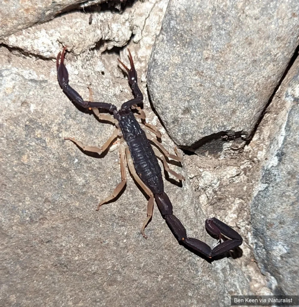 slender brown scorpion / Florida bark scorpion