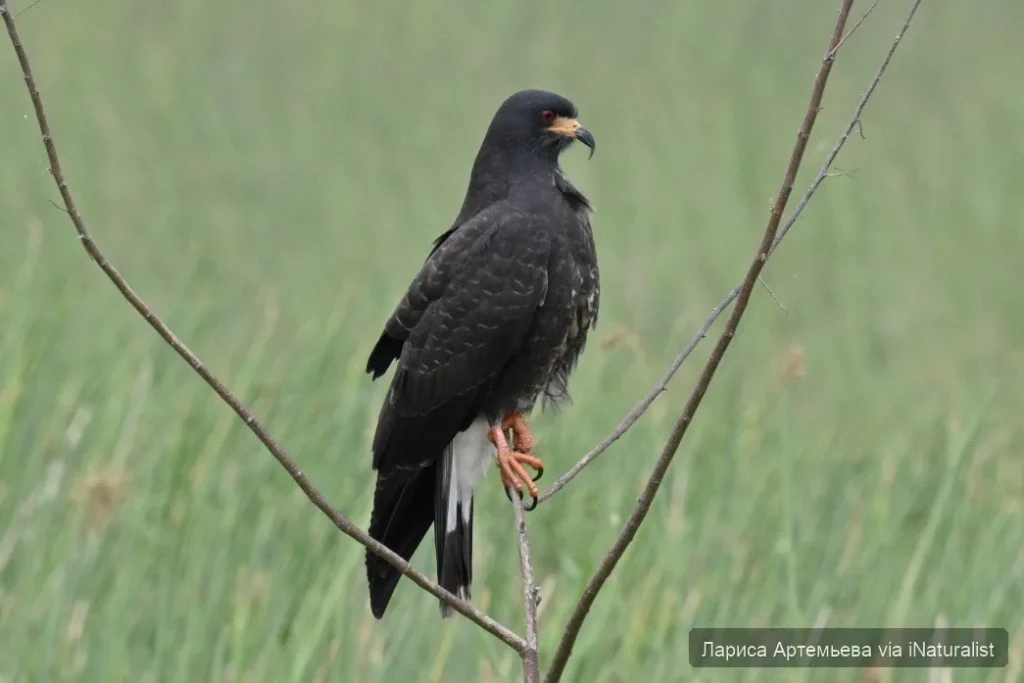 snail-kite_rostrhamus-sociabilis