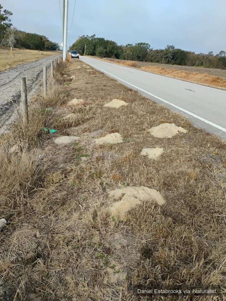 southeastern pocket gopher