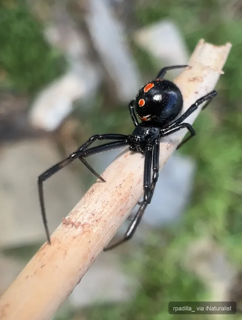southern black widow_latrodectus mactans