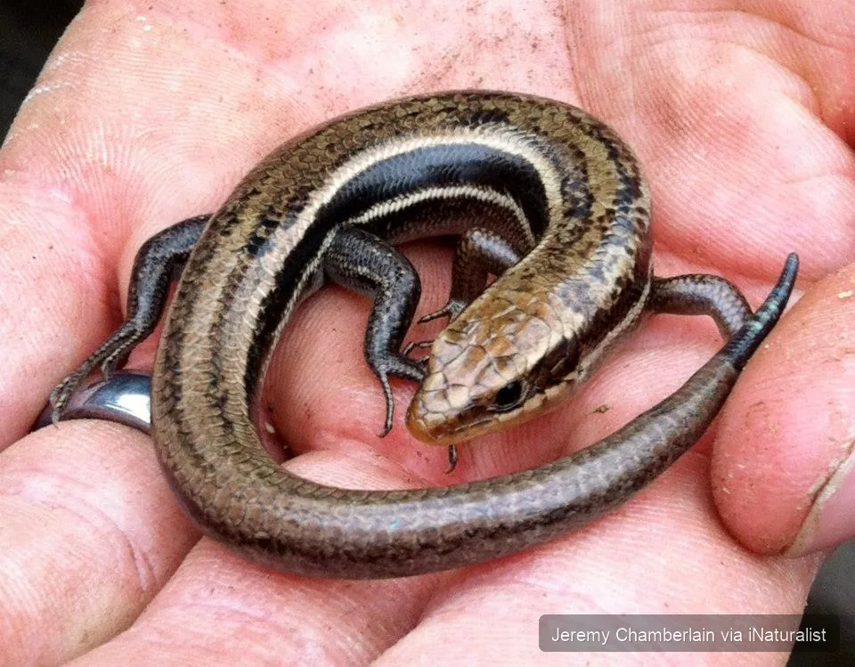 southern coal skink