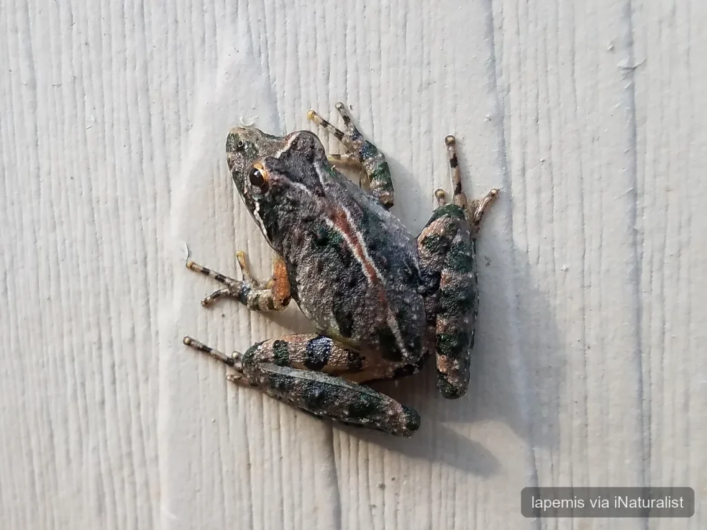 southern cricket frog