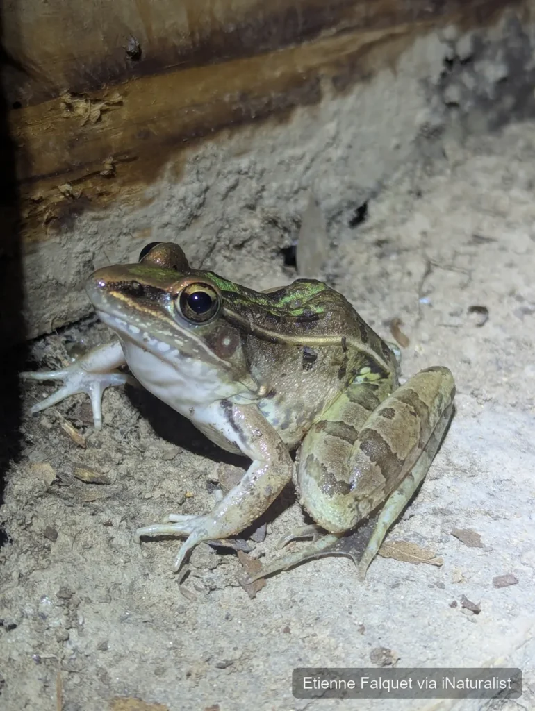 southern leopard frog