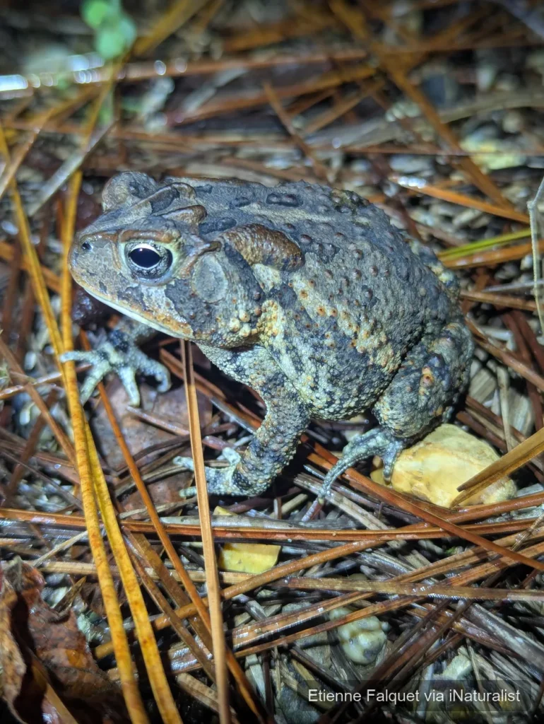 southern toad