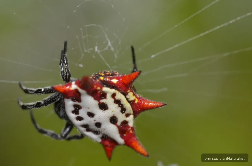 spinybacked orbweaver_gasteracantha cancriformis