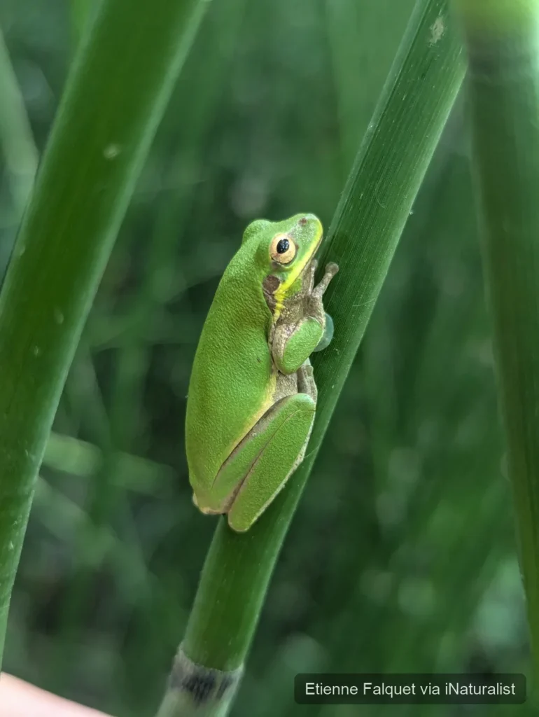 squirrel tree frog