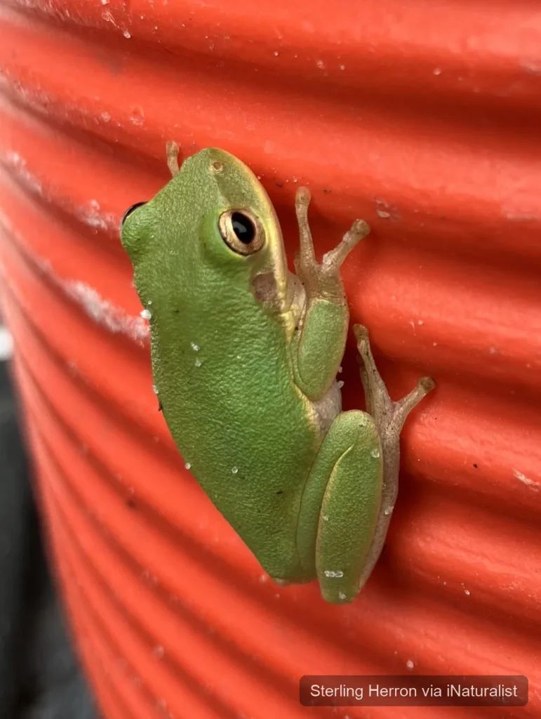 squirrel tree frog