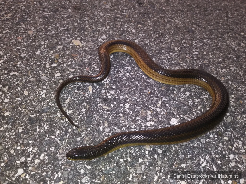 striped-swampsnake