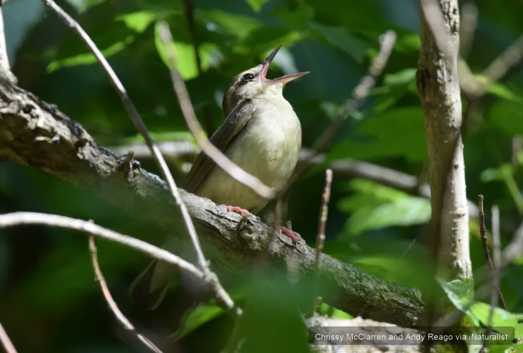 swainsons-warbler_limnothlypis-swainsonii