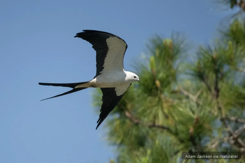 swallow-tailed-kite_elanoides-forficatus