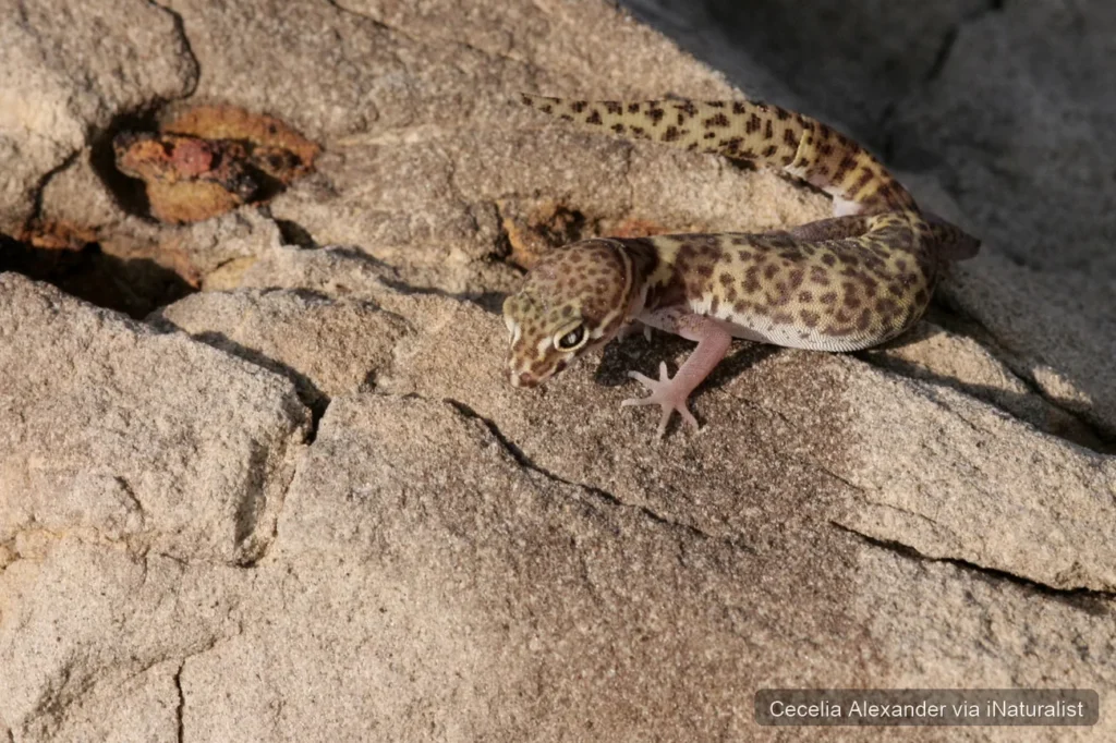 texas banded gecko