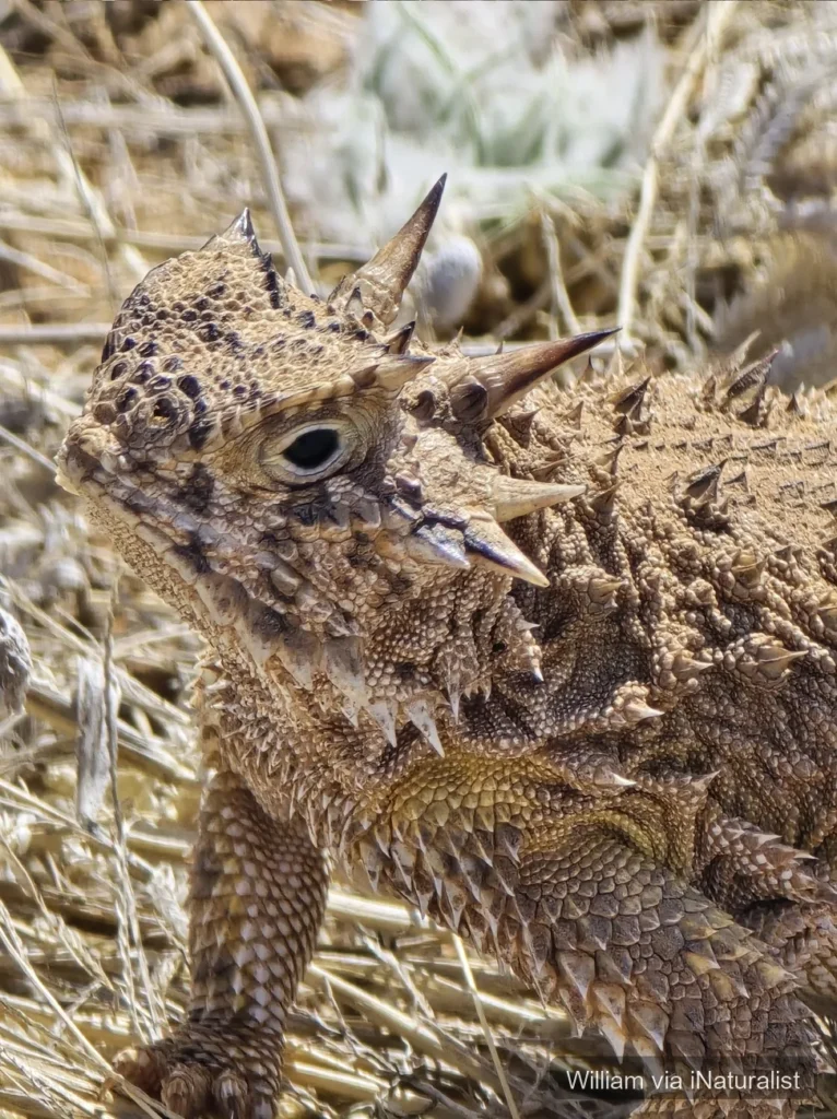texas horned lizard