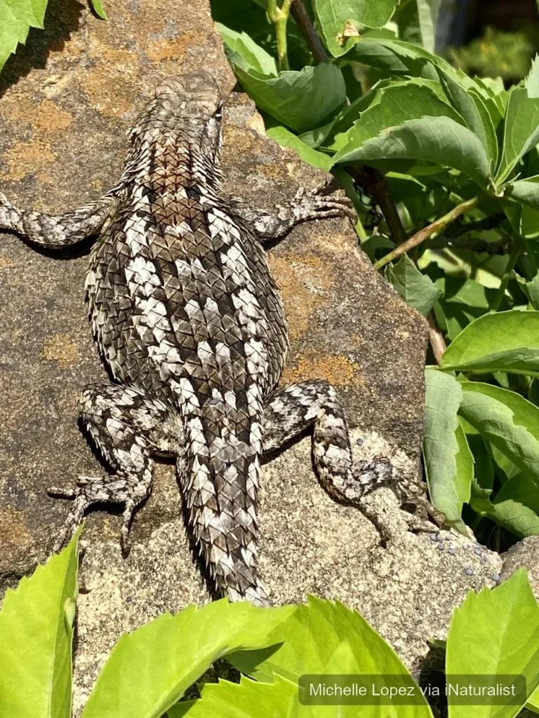 texas spiny lizard