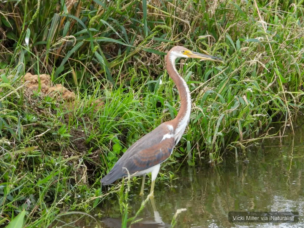tricolored-heron_egretta-tricolor