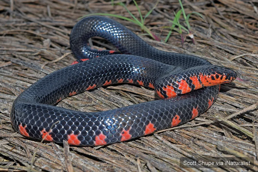 western-mudsnake