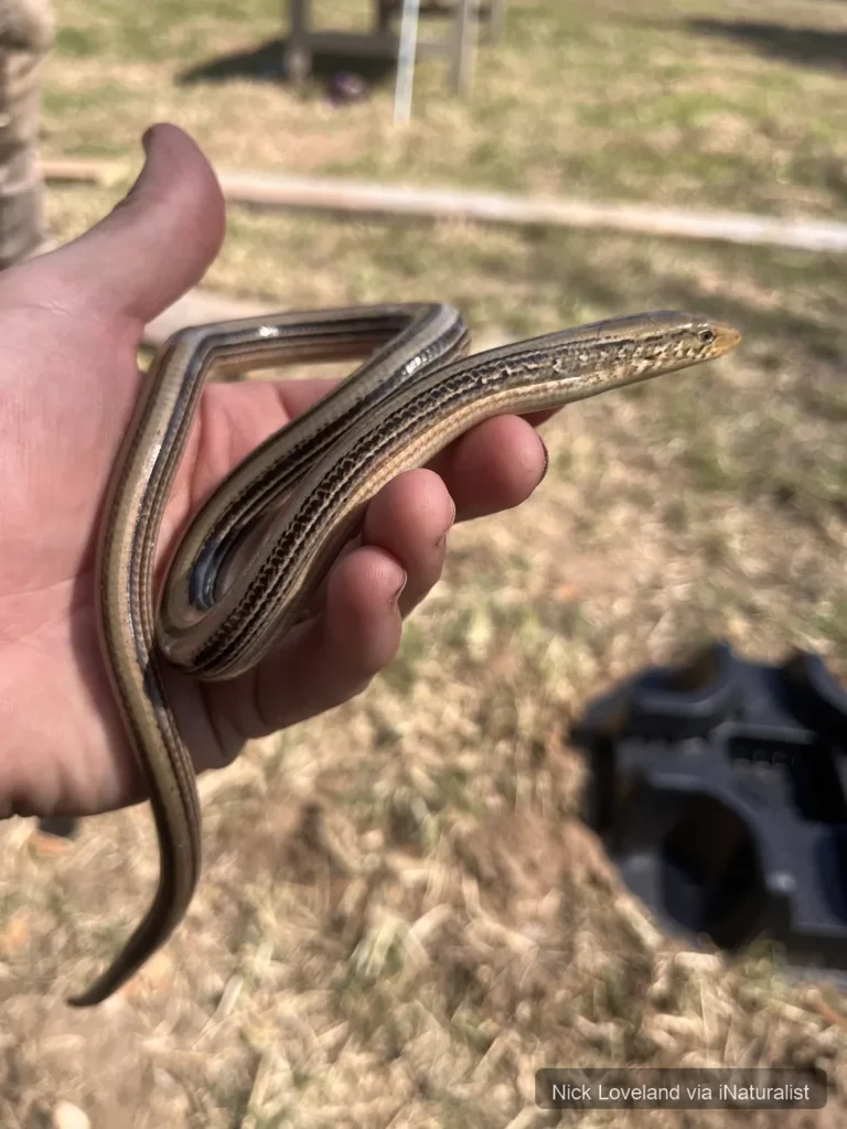 western slender glass lizard