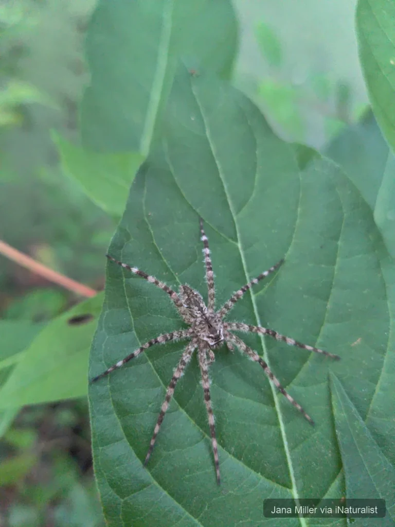 white banded fishing spider_dolomedes albineus