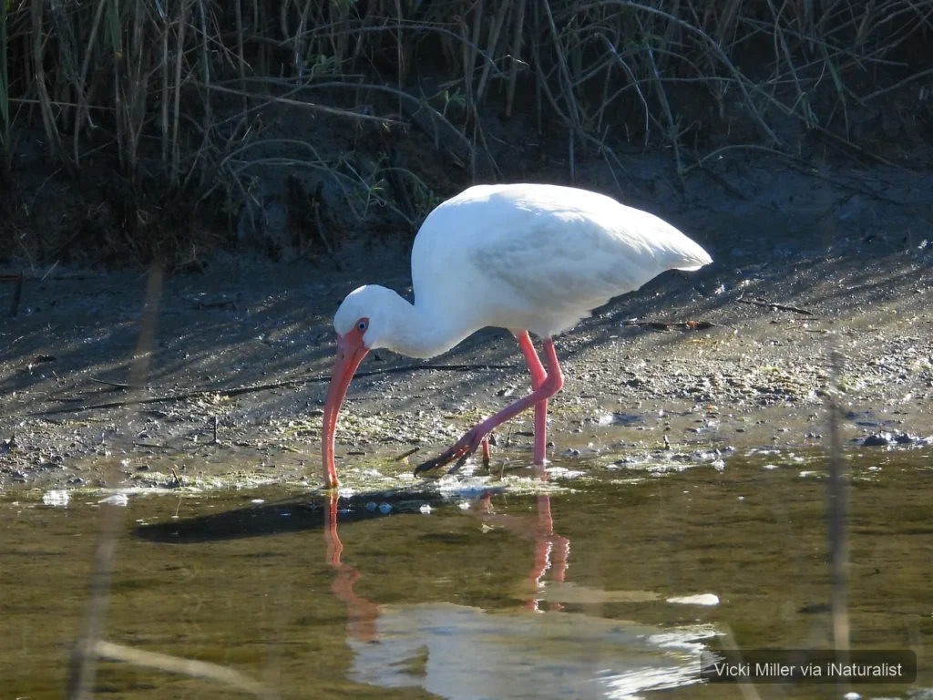 white-ibis_eudocimus-albus