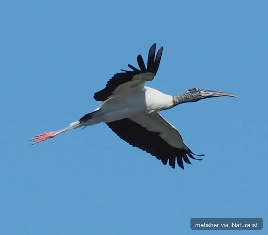 wood-stork_mycteria-americana
