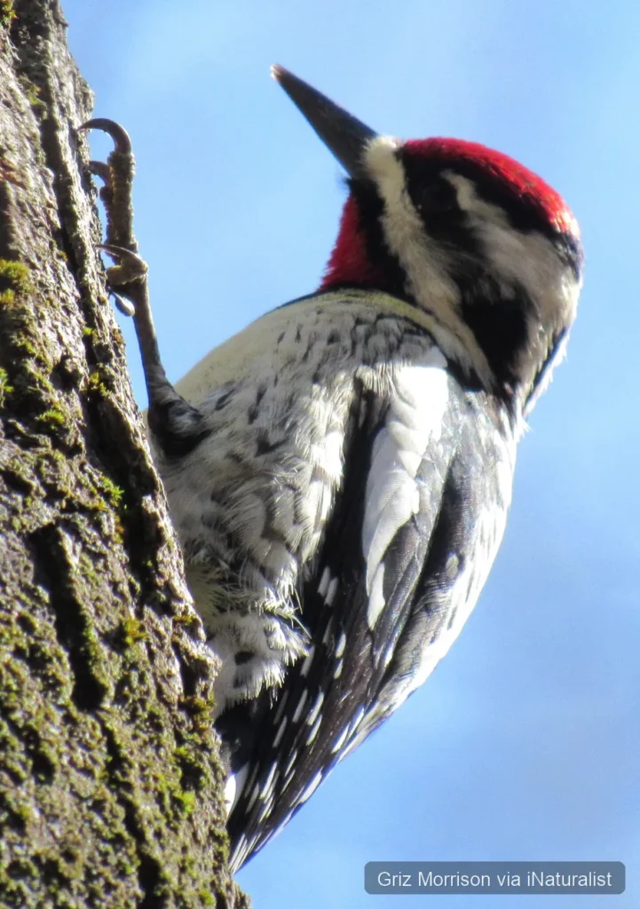 yellow bellied sapsucker