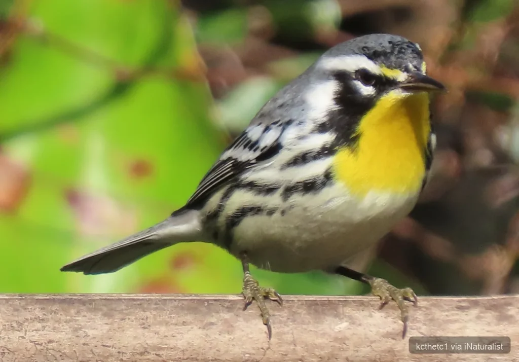 yellow-throated-warbler_setophaga-dominica