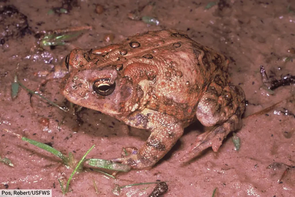 Houston Toad Anaxyrus houstonensis