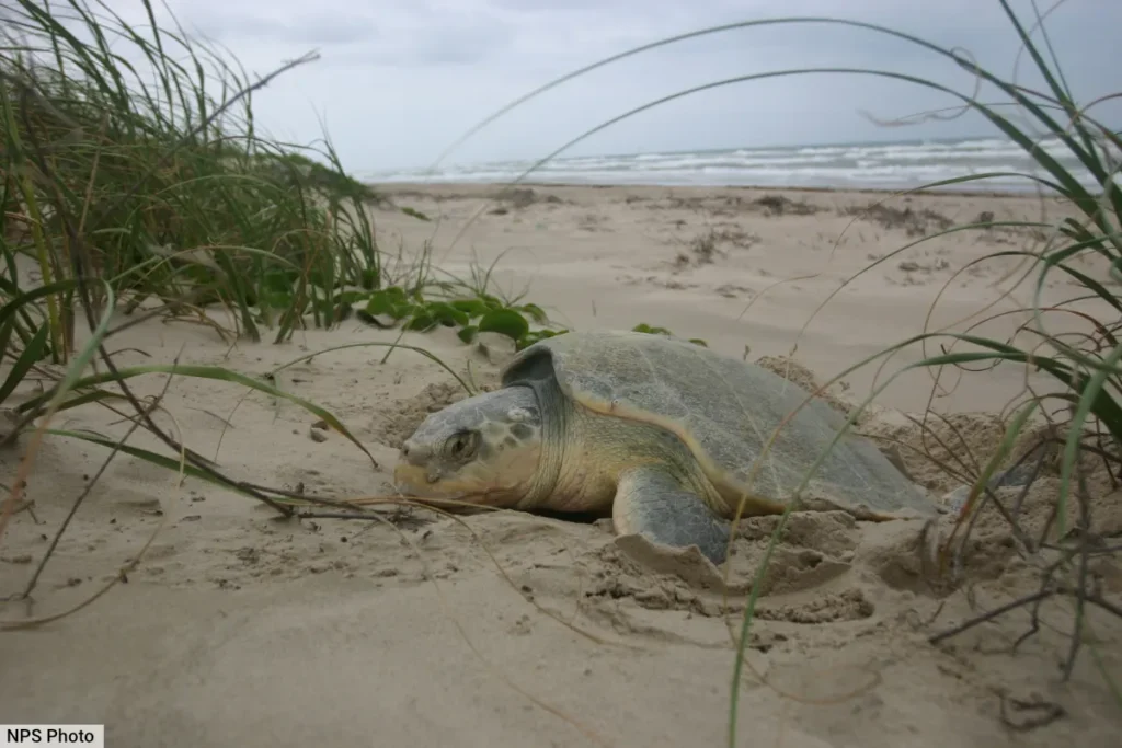 Kemps Ridley Sea Turtle Padre Island National Seashore Texas