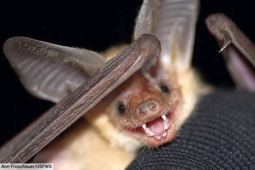 Pallid Bat