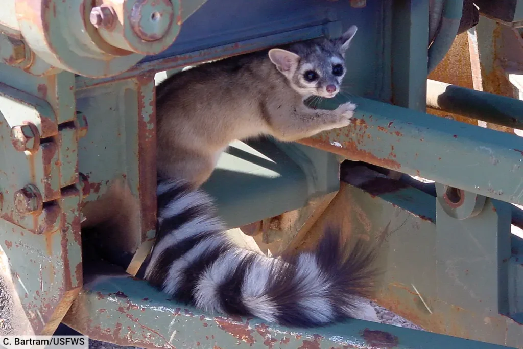 Ringtail