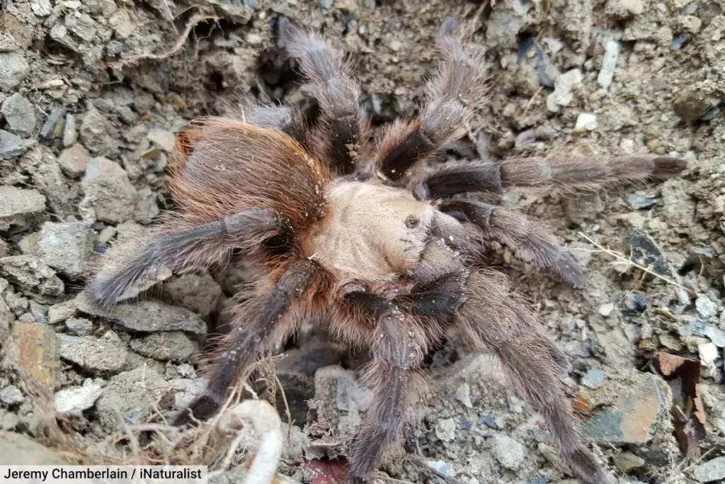 Texas Brown Tarantula