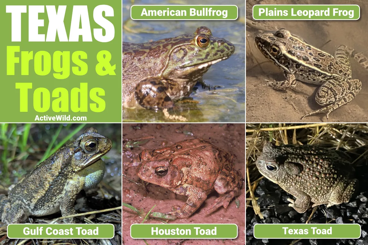 Texas Frogs And Toads