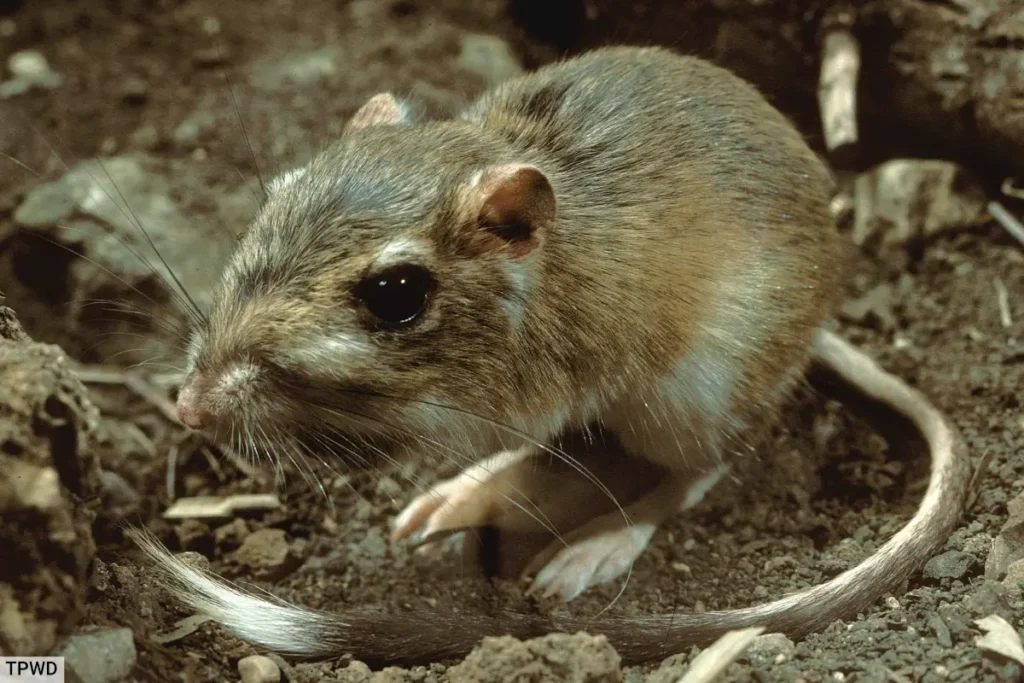 Texas Kangaroo Rat