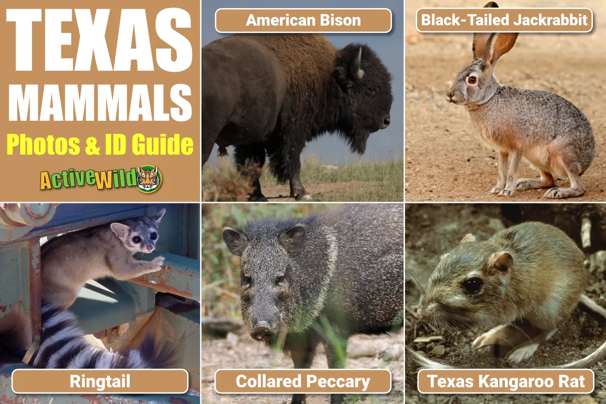 Texas Mammals