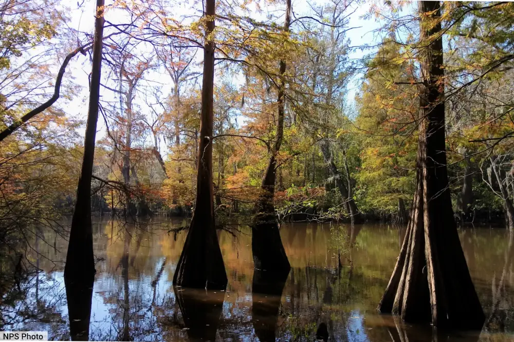 Texas Piney Woods Ecosystem