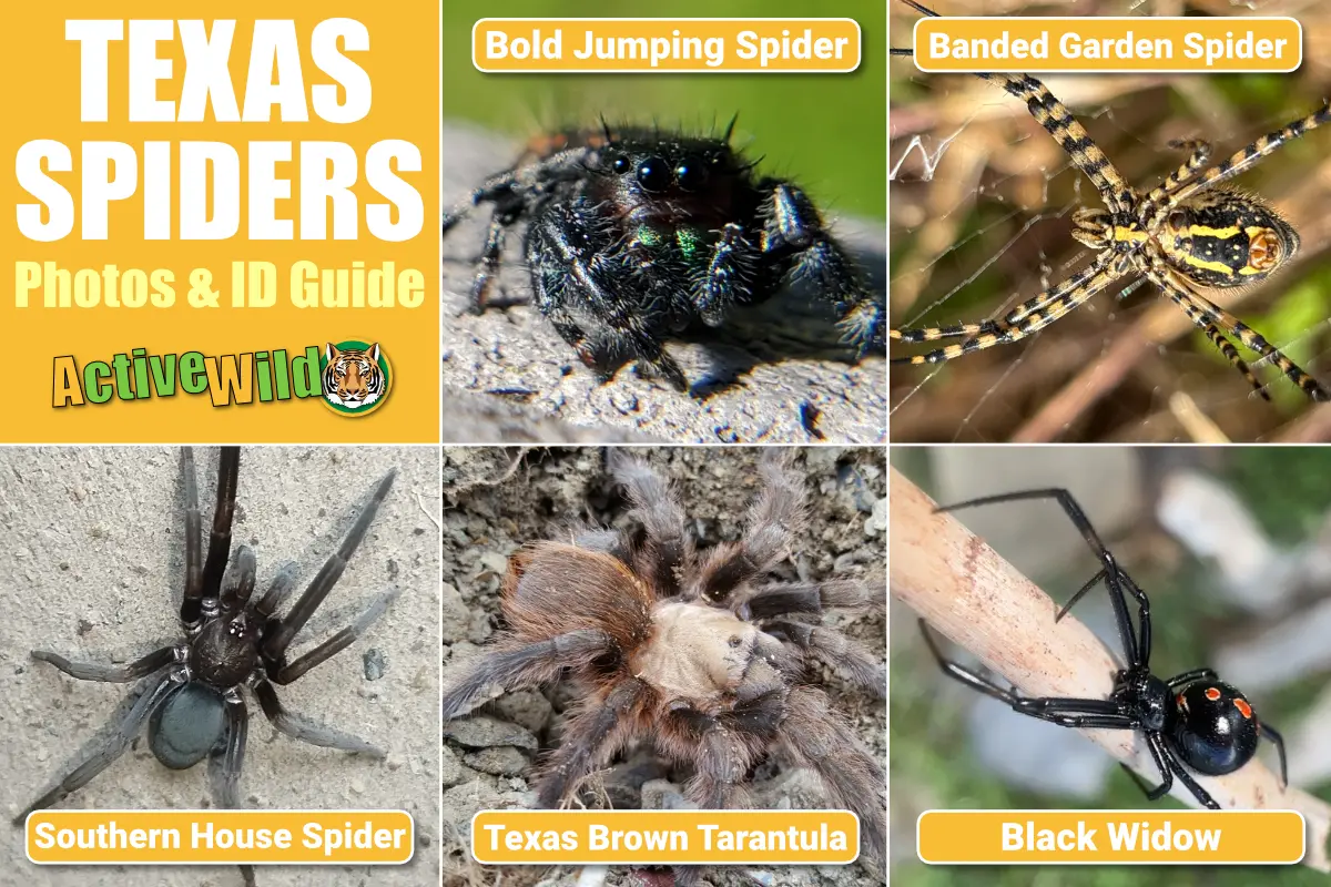 Texas Spiders