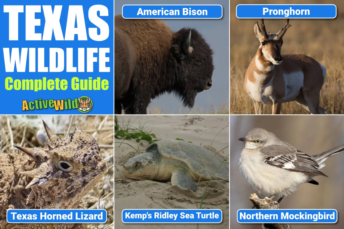 Texas Wildlife Complete Guide