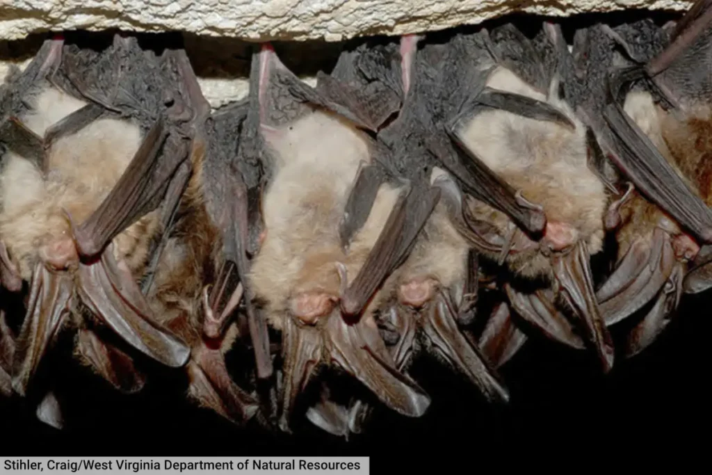 Townsend's Big Eared Bat