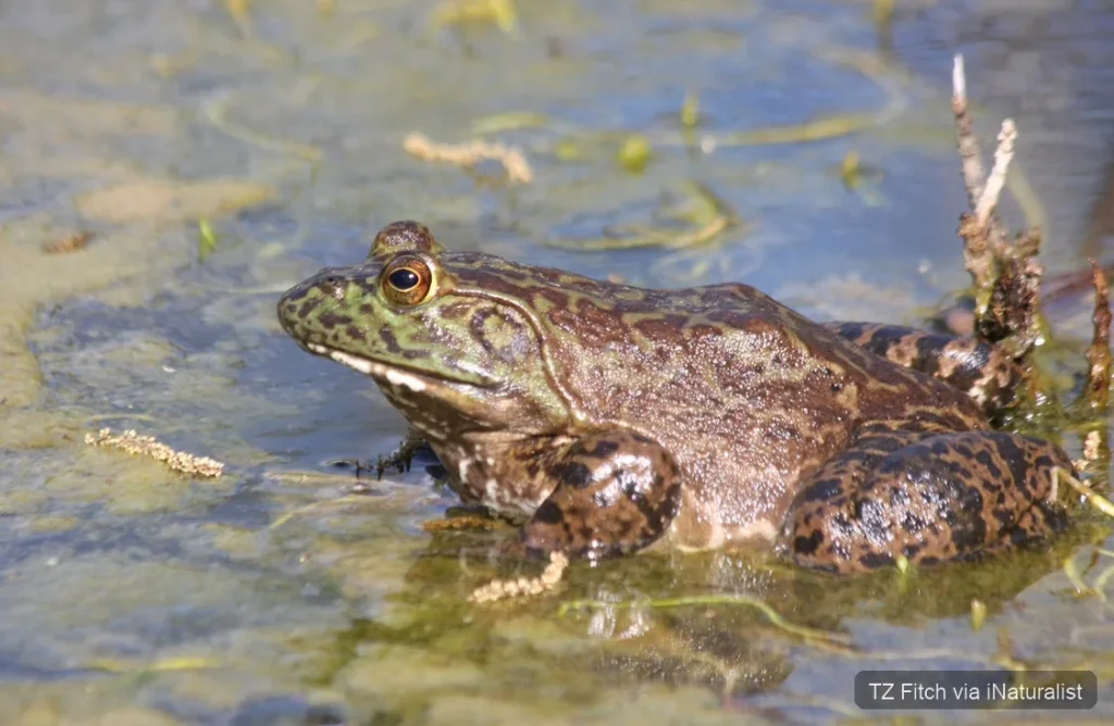 American bullfrog