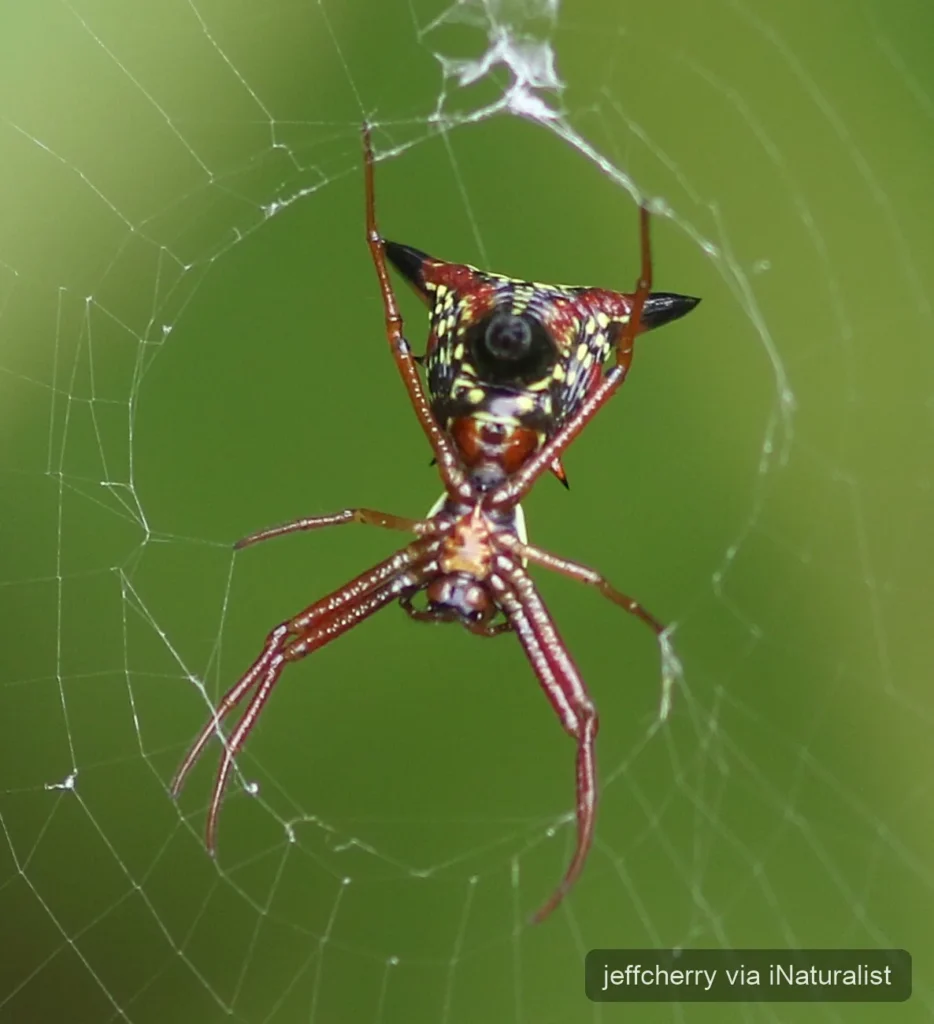arrow-shaped-orbweaver_micrathena-sagittata