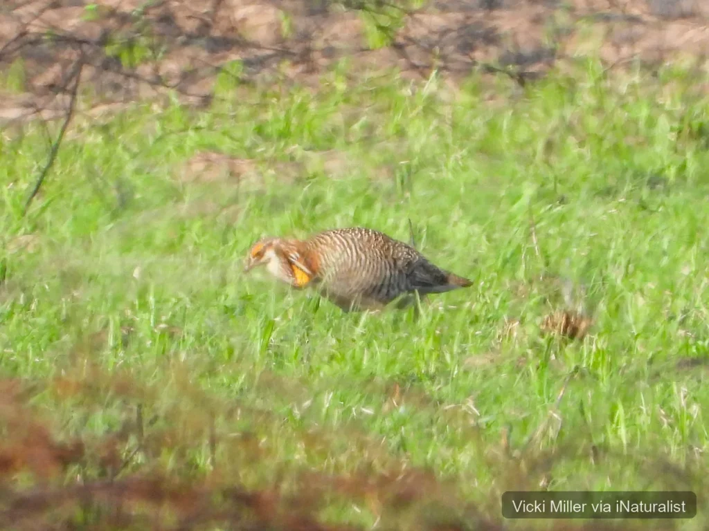 Attwater's prairie chicken