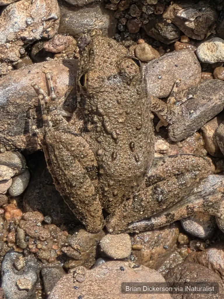 blanchard's cricket frog