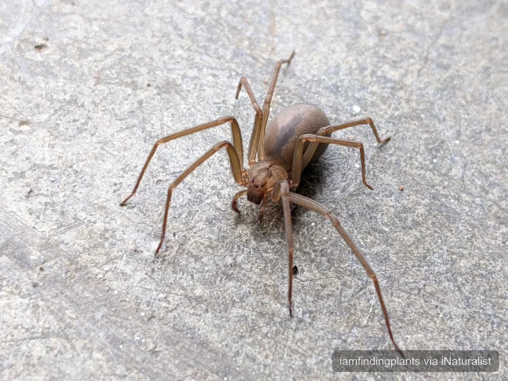 brown-recluse_loxosceles-reclusa