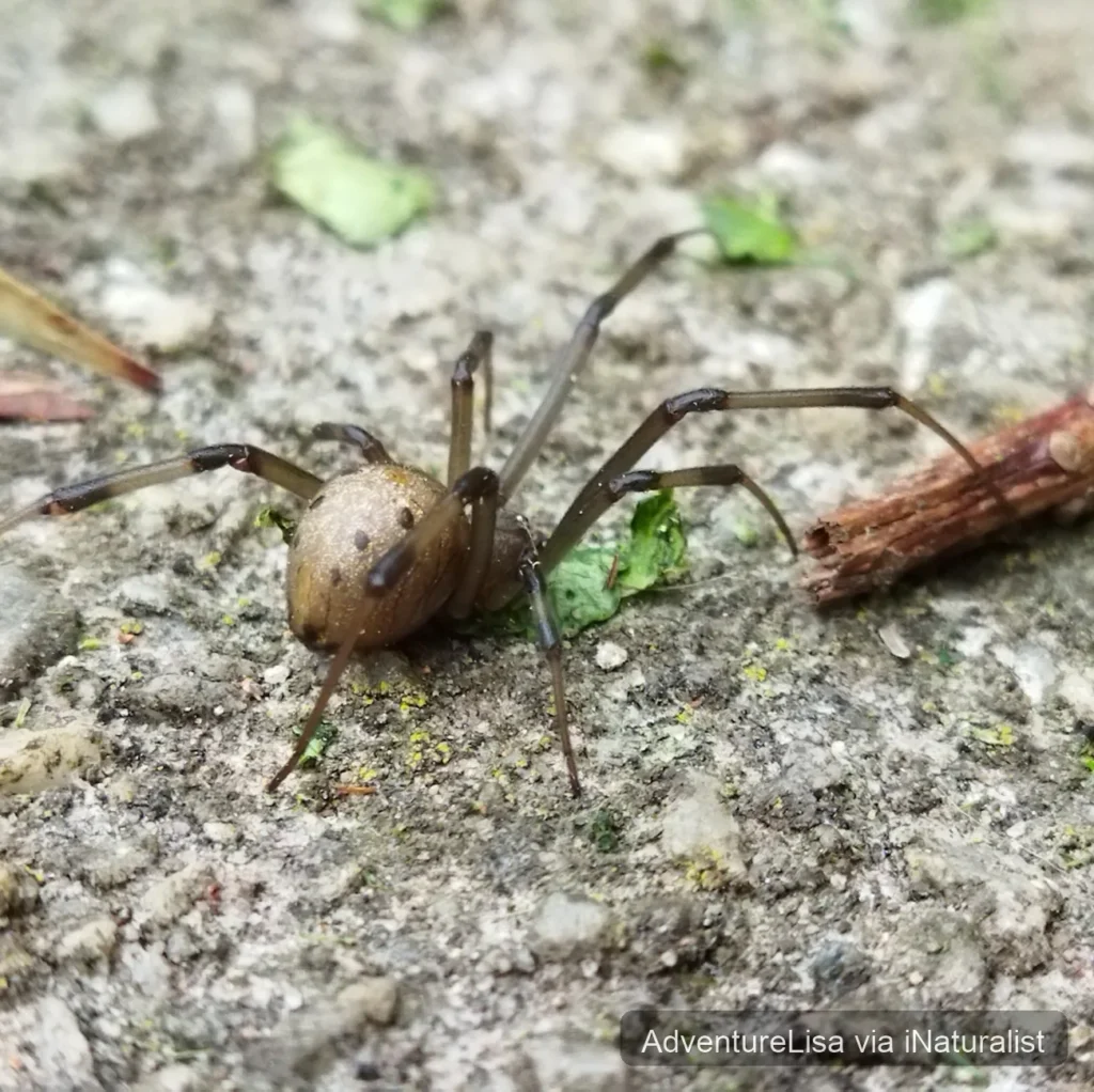 brown-widow_latrodectus-geometricus