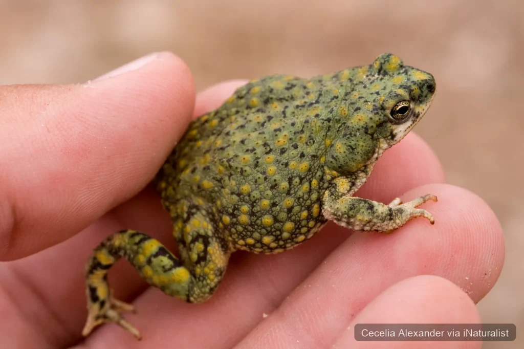 chihuahuan green toad